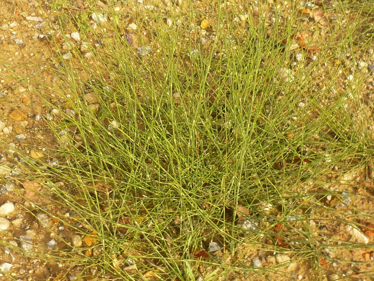 Equisetum ramosissimum subsp. ramosissimum (Equisetaceae)
